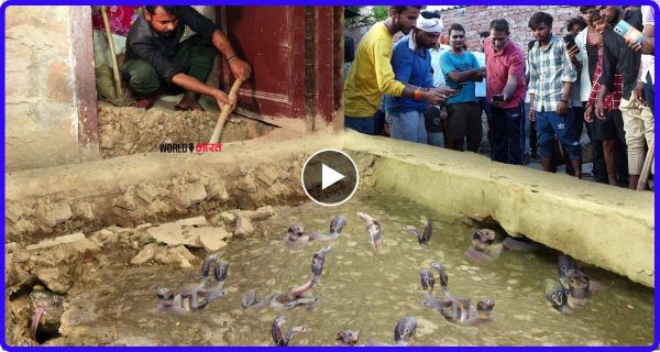 गांव के एक तालाब में निकला सैकड़ो सांपो का झुण्ड फिर पीने का पानी बन गया ज़हर