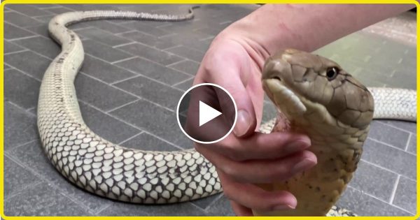 रस्सी समझ पकड़ा कोबरा सांप पड़ गए लेने के देने, वीडियो वायरल