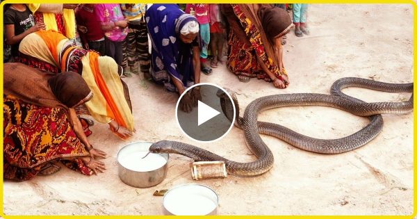 नाग नागिन को दूध पिलाते समय महिला से हुआ बड़ा हादसा भुगता पूरा गांव
