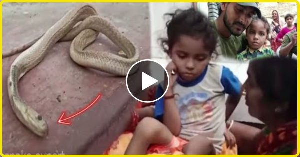 3 साल के बच्चे को काटा विषैला कोबरा सांप, बच्चा खेलता रहा मगर सांप की हुयी मृत्यु