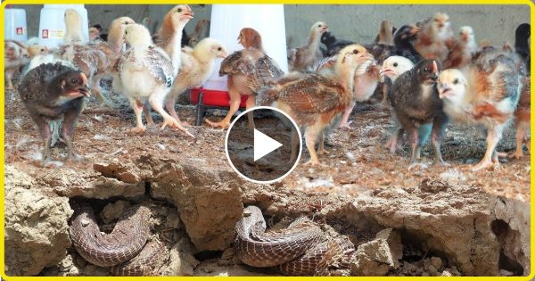 मुर्गियों के दरबा में निकला नाग शिकार के बजाय किया मुर्गियों की मदद, देख हैरान हुआ गांव