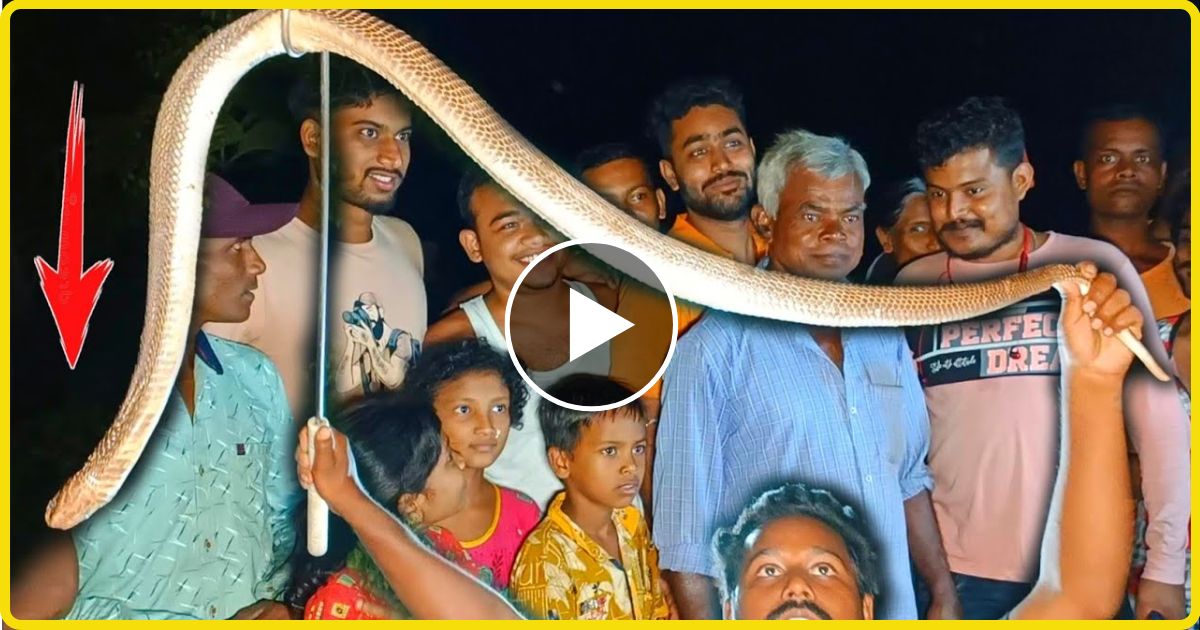 snake video