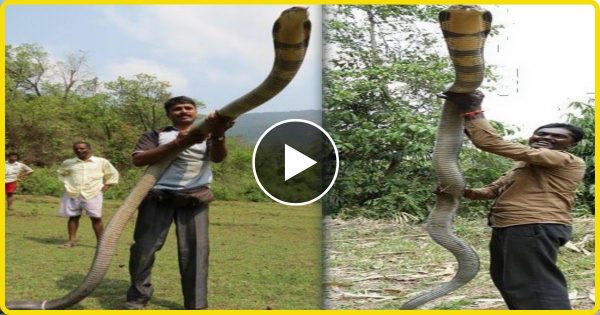 किंग कोबरा को हाथ में लेकर वीडियो बनाना पड़ा भारी ये कारनामा देख लोगो के उड़े होश…