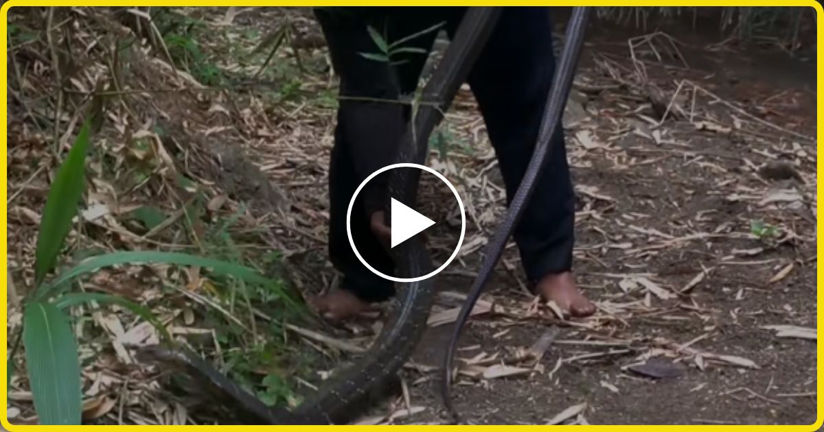 snake viral video