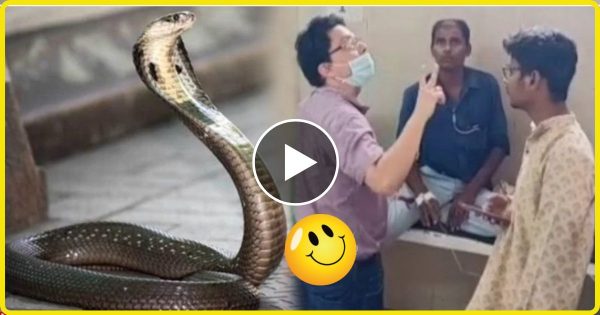 शराबी को काटना किंग कोबरा को पड़ा महंगा, सांप मर गया, शराबी बच गया, देखें Video