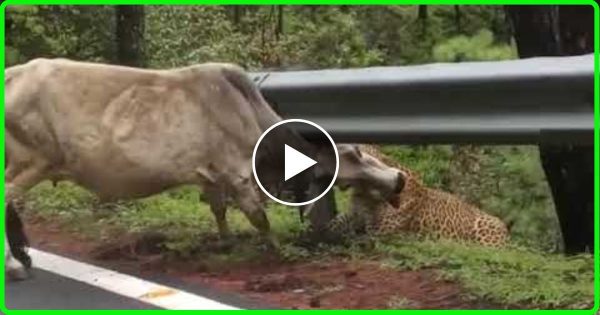 घात लगाए तेंदुवे ने किया मासूम गाय पर हमला, गाय ने कैसे बचायी अपनी जान… देख हो जायेंगे हैरान