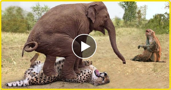 बन्दर ने अपने बच्चे की जान बचाने के लिए हाथी से मांगी मदद, फिर हाथी ने तेंदुए के साथ जो किया… देख काँप उठा जंगल