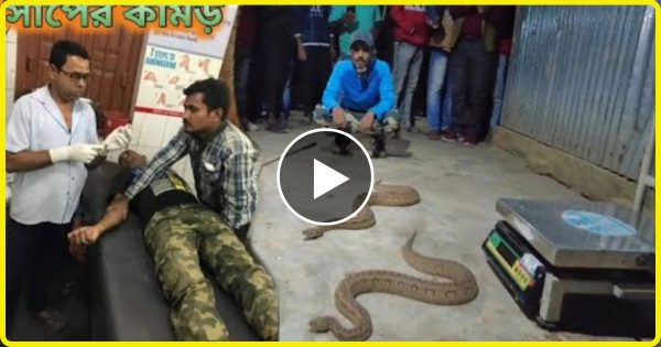 कोबरा पकड़ते वक्त हुई छोटी सी गलती, अंजाम देख काँप उठे लोग… जान बचाना हुआ दुस्वार