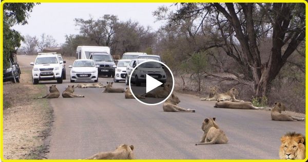 शेर के बच्चे का एक्सीडेंट होने पर शेरो ने रोड पर किया तांडव… तभी कुछ जानवरो ने लिया ऐसे बदला