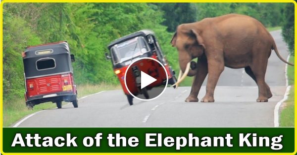 हाथी के बच्चे का दुर्घटना होने के बाद हाथी के झुण्ड ने बोला धावा…  उसके बाद जो हुआ देख काँप गए लोग