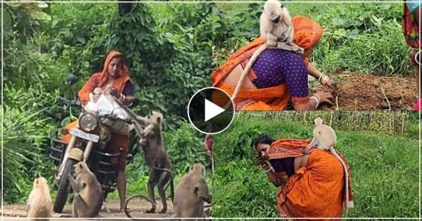 खेत में काम कर रही थी महिला, तभी बंदरों के झुंड ने कर दिया हमला, फिर जो हुआ, देखें यह वीडियो