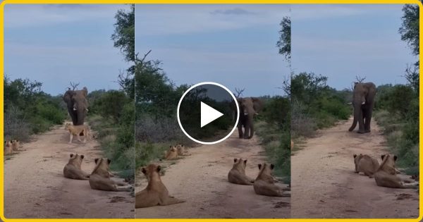 हाथी के बच्चे का शिकार करने के बाद आराम कर रहे थे शेर तभी हाथी ने आकर किया जो….  काँप उठा जंगल