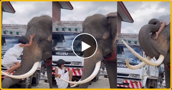 हाथी से मस्ती करना लड़की को पड़ गया महंगा हाथी ने किया कुछ ऐसा… ,वीडियो देखें