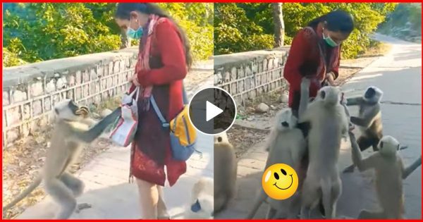 लंगूरों को खाना खिलाना महिला को पड़ गया भारी, अकेला देख पुरे झुण्ड ने कर दिया हमला, खुद ही देखें कैसे महिला ने बचाई जान- वीडियो