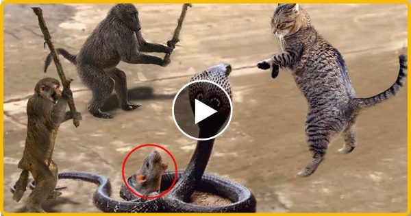 चूहे को सांप से बचाने के लिए बंदरों ने लगाई अपनी जान की बाजी…  वीडियो देखें