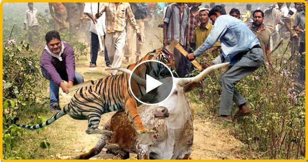 बाघ ने भूख के मारे किया गाय पर हमला तभी गांव वालो ने आकर करदिया…. हो गया कल्याण