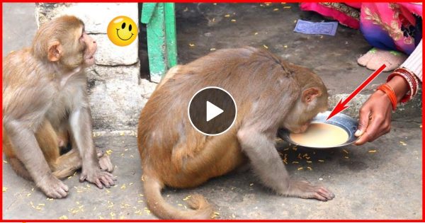 बंदरों को चाय पिलाना महिला पर पड़ गया भारी, कर दिया कुछ ऐसा- देखें वीडियो
