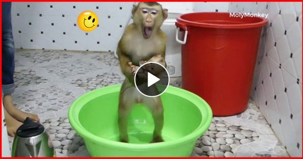 “इतनी बुद्धि तो इंसानो में होती है” अपने बच्चे को गोद में लेकर नहाता दिखा बंदर, वीडियो देख हो जाएंगे अचंभित