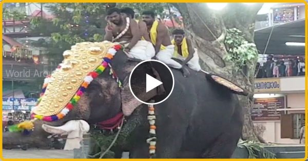 हाथी को मंदिर के अंदर लेजाना पड़ गया भारी किया ऐसा तांडव….. देख कर काँप जायेंगे
