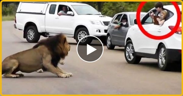 भूखे शेर का फोटो खींच रहे थे लोग तभी शेर ने कर दिया ऐसा काम…… हमला देख रूह काँप उठेगी