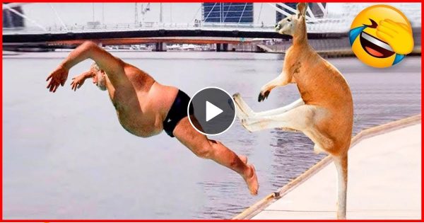 स्विमिंग पूल में मजे से नहाने जा रहे थे चाचा तभी पीछे से कंगारू ने कर दिया कुछ ऐसा- देखें मजेदार वीडियो