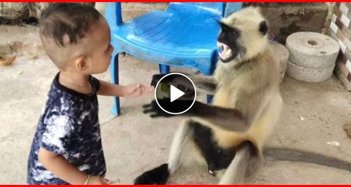 monkey video