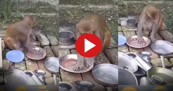 बंदर से मालिक ने धुलवाए बर्तन, वीडियो देख नहीं होगा आंखों पर विश्वास