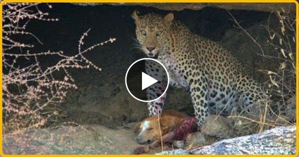 तेंदुवे ने अकेले कुत्ते पर किया हमला फिर जब कुत्तो के झुण्ड ने बोला धावा…. देखे वीडियो