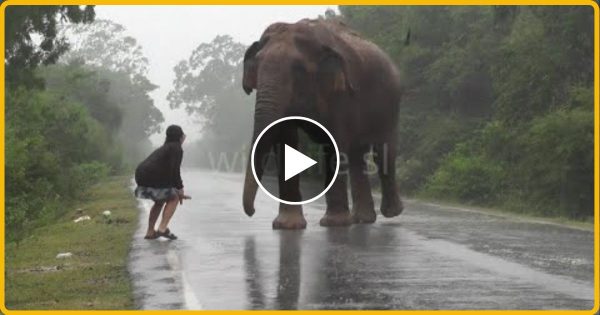 मादा हाथी ने अपने बच्चों के बचाव के लिए सड़क पार करते हुए एक वाहन के साथ किया…. देख हो जायेंगे हैरान