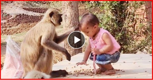 छोटी बच्ची को नादान समझने की सोच पड़ गयी खुद पर भारी, लंगूर की हरकत पर ऐसे सिखाया सबक- वीडियो वायरल
