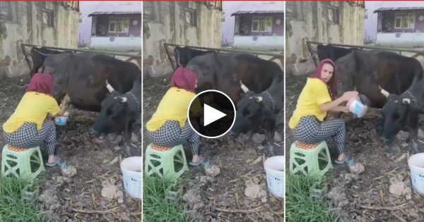 गाय का दूध निकालना महिला को पड़ा भारी, गाय ने किया कुछ ऐसा जिसे देख आप पेट पकड़कर हँसने को हो जाएंगे मजबूर