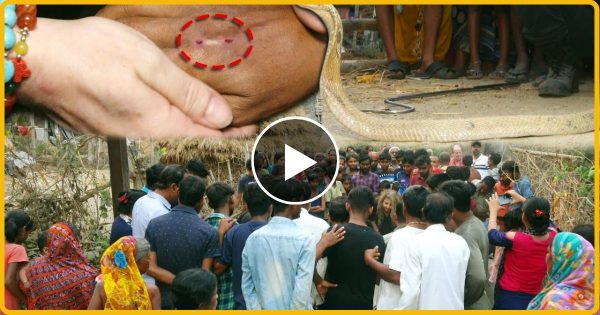 कोबरा सांप के साथ खेलवाड़ करना महिला को पड़ा भारी देखे वीडियो
