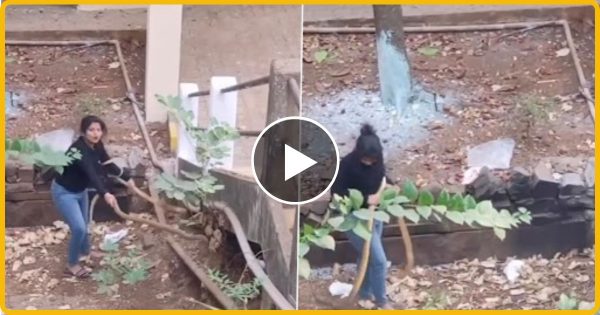 एक साथ महिला ने पकड़ा 2 विशाल कोबरा, वीडियो देख कांप जाएगी रूह